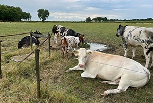 Speciaal e-mailadres voor vragen inzake uitkoopregeling veehouders